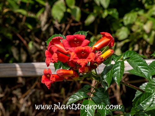 Atomic Red Trumpet Vine (Campsis radicans)